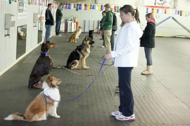 Dog Training Obedience, Agility, Private Lessons and Puppy Class - Photo 2