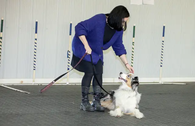 Dog Training Obedience, Agility, Private Lessons and Puppy Class - Photo 4