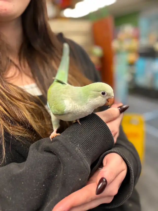 Baby Hand Raised Turquoise Opaline Quaker