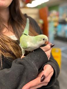 Baby Hand Raised Turquoise Opaline Quaker