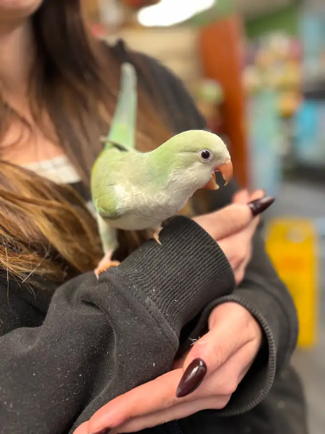 Baby Hand Raised Turquoise Opaline Quaker - Photo 2