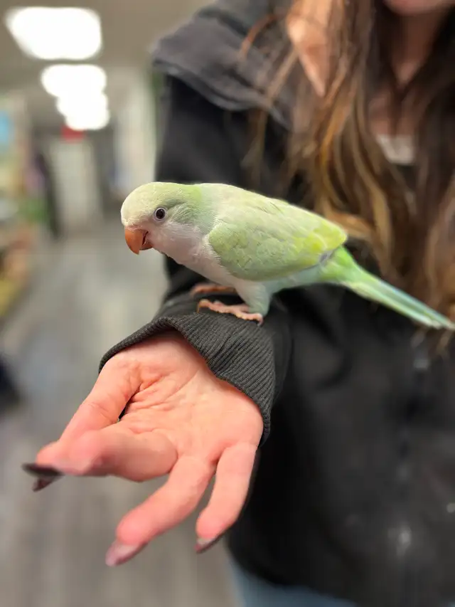 Baby Hand Raised Turquoise Opaline Quaker - Photo 3