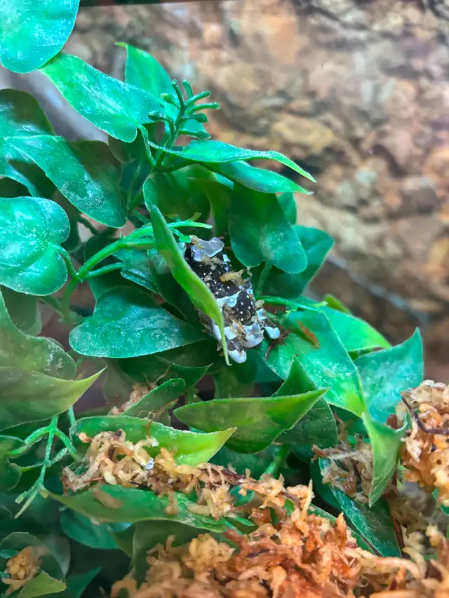 Baby Amazon Milk Frogs