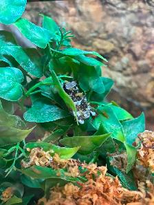 Baby Amazon Milk Frogs