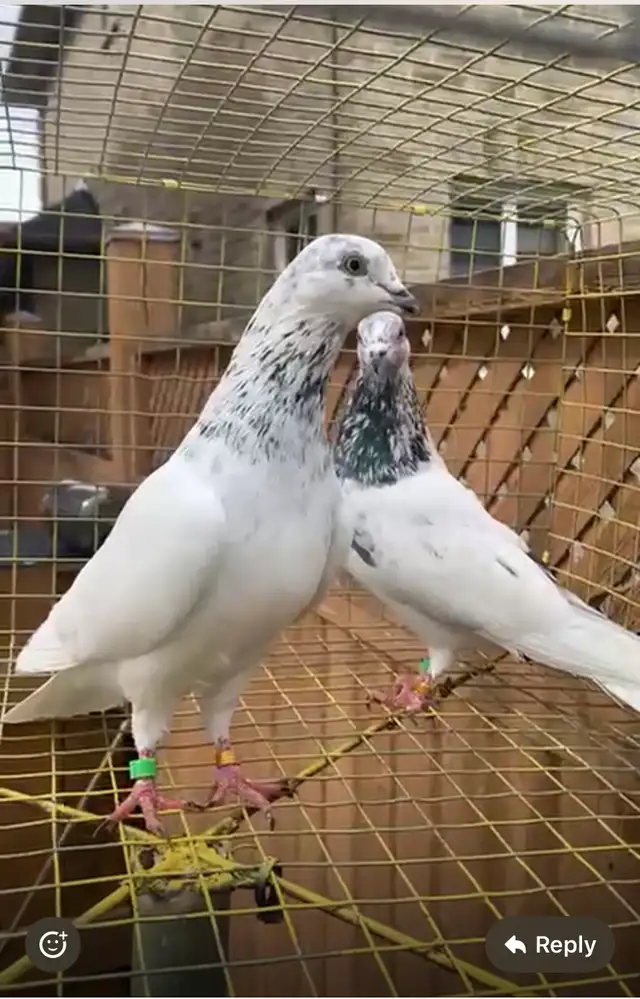 pigeon for sale - Photo 2