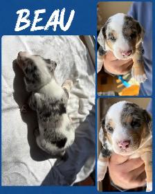 Mini Daschound Puppies