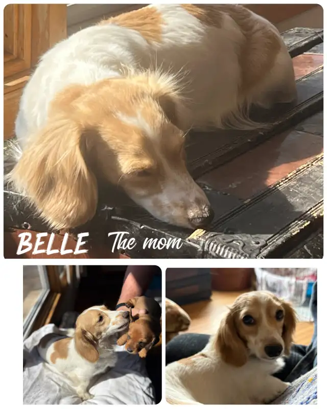 Mini Daschound Puppies - Photo 5