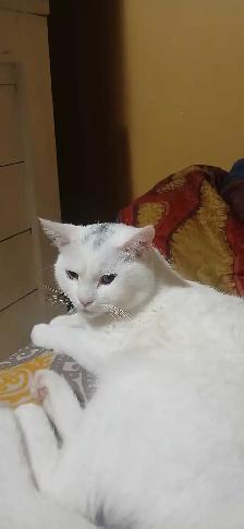 White Cat