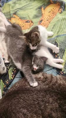 2 cute kittens for sale