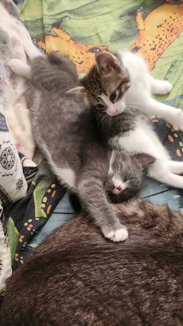 2 cute kittens for sale - Photo 2