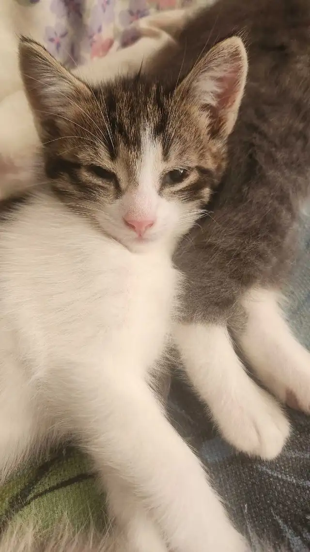 2 cute kittens for sale - Photo 3