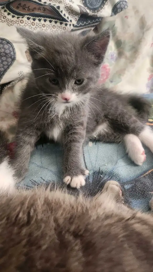 2 cute kittens for sale - Photo 4