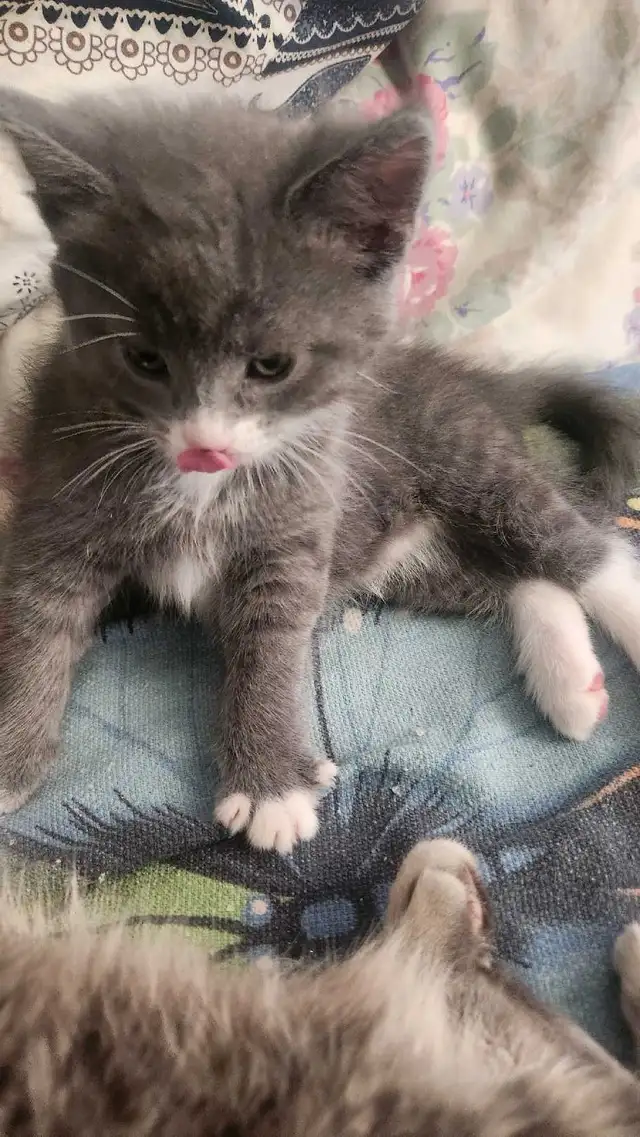 2 cute kittens for sale - Photo 5