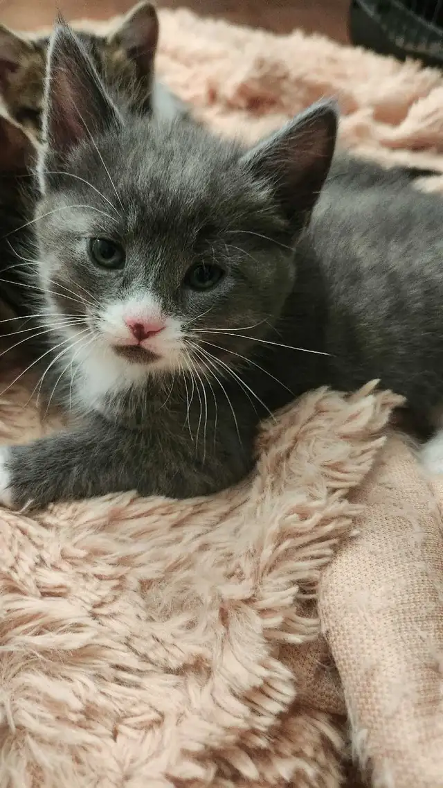 2 cute kittens for sale - Photo 6