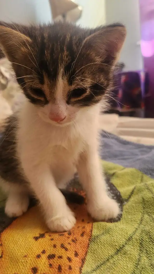 2 cute kittens for sale - Photo 7