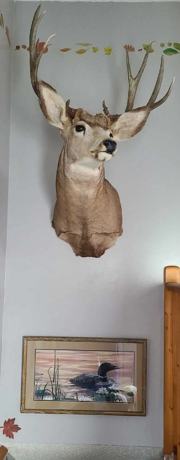 Impressive Typical 5 x 5 Mule Deer Mount