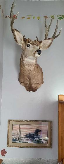 Impressive Typical 5 x 5 Mule Deer Mount