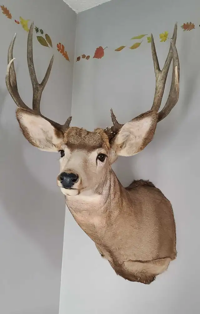 Impressive Typical 5 x 5 Mule Deer Mount - Photo 2