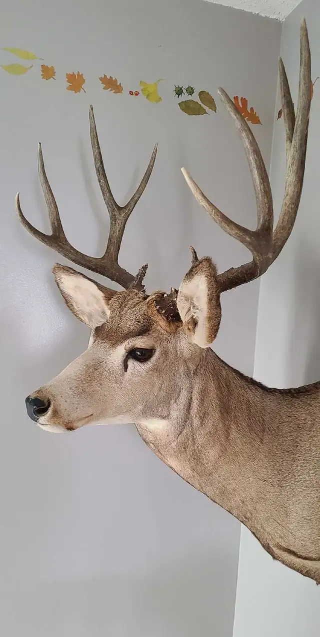 Impressive Typical 5 x 5 Mule Deer Mount - Photo 3