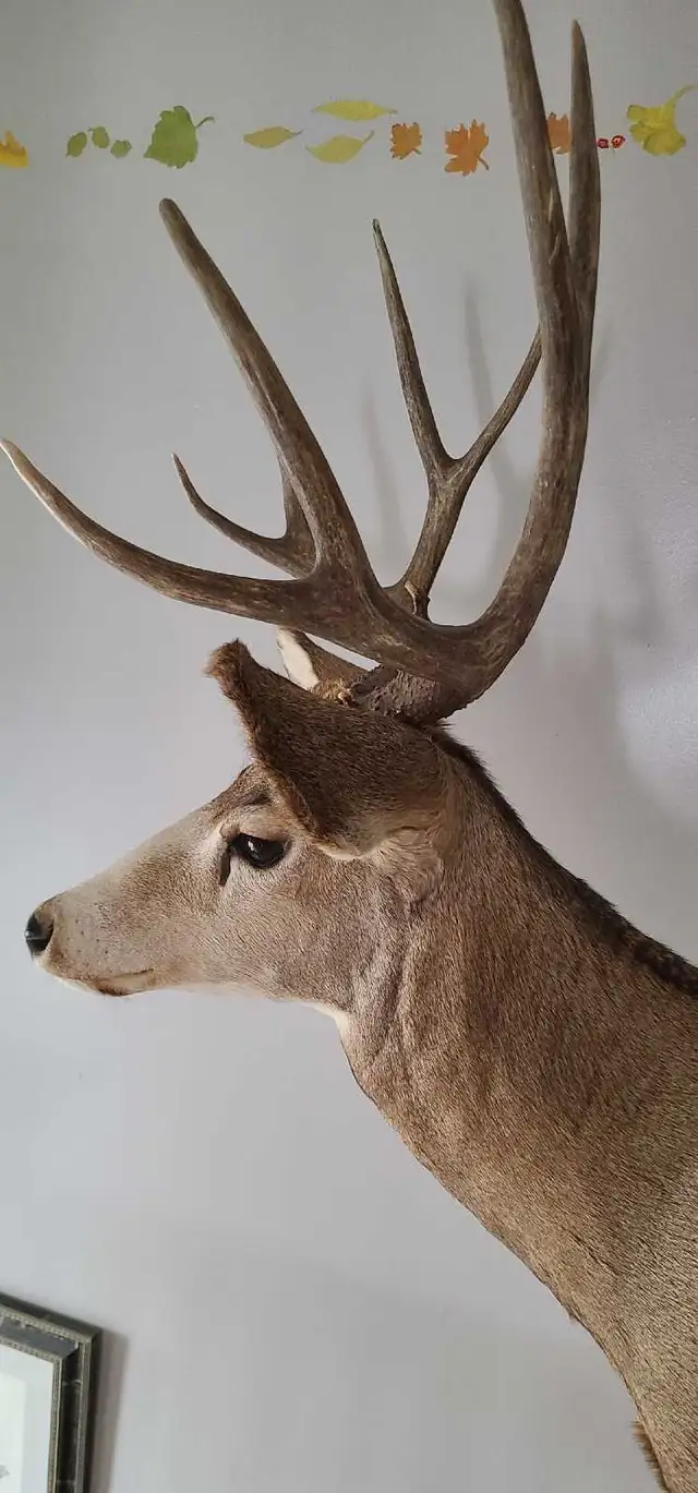 Impressive Typical 5 x 5 Mule Deer Mount - Photo 4