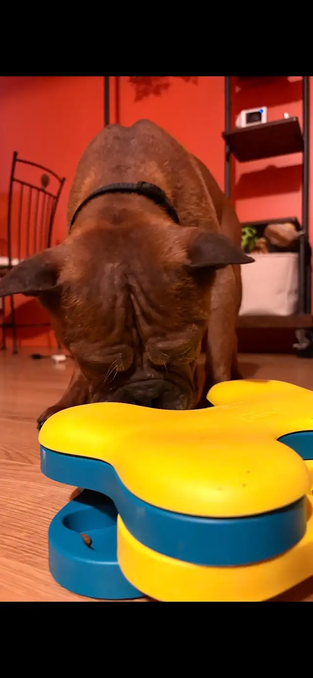 Chien Chongqing Dog - Photo 2