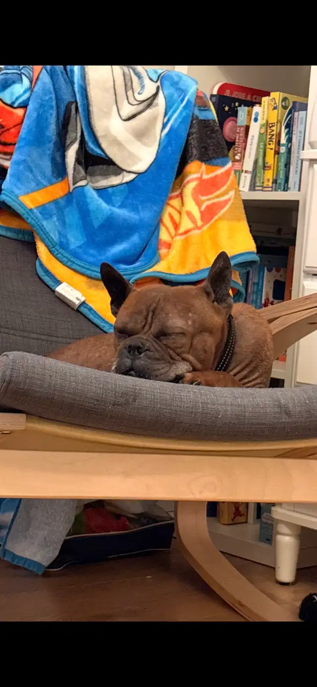 Chien Chongqing Dog - Photo 4