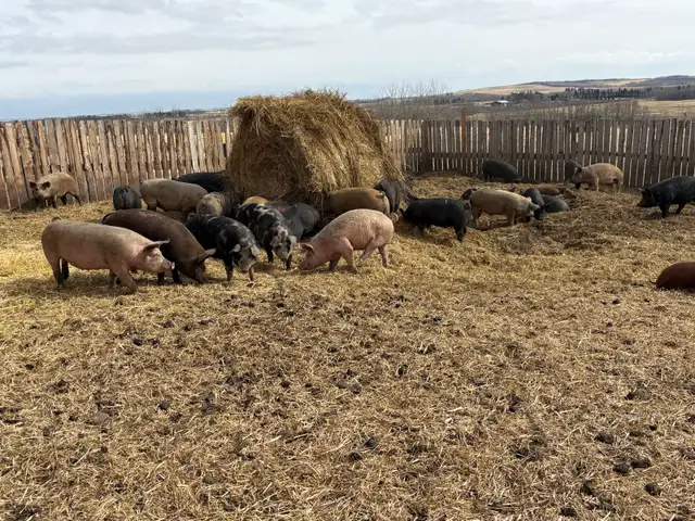 finished feeder pigs