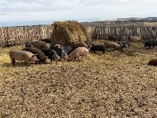 finished feeder pigs
