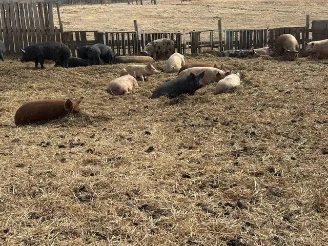 finished feeder pigs - Photo 2