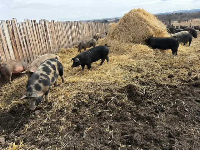 finished feeder pigs - Photo 3