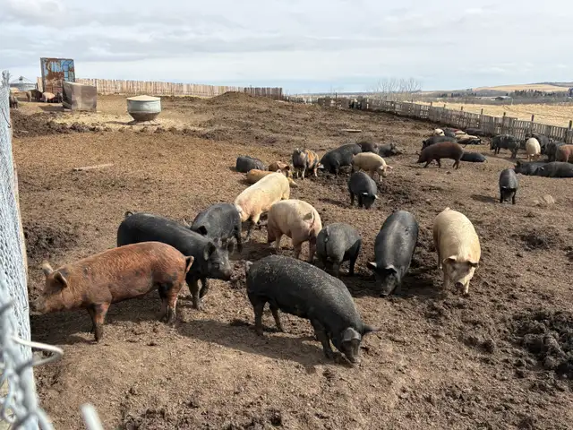 finished feeder pigs - Photo 4