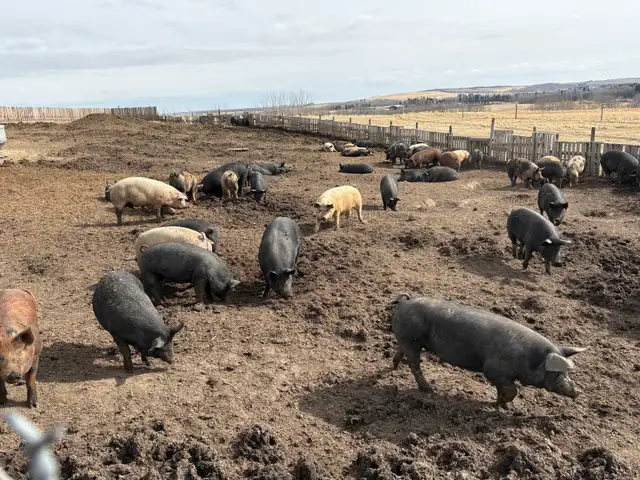 finished feeder pigs - Photo 5