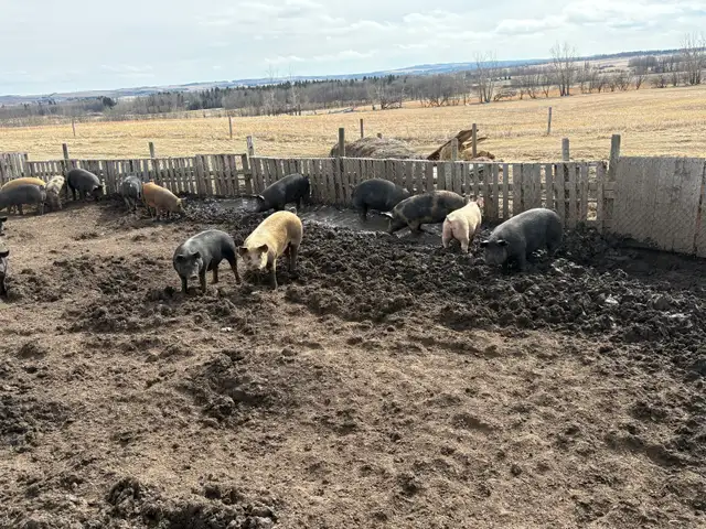 finished feeder pigs - Photo 6