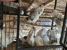 Pigeons à vendre