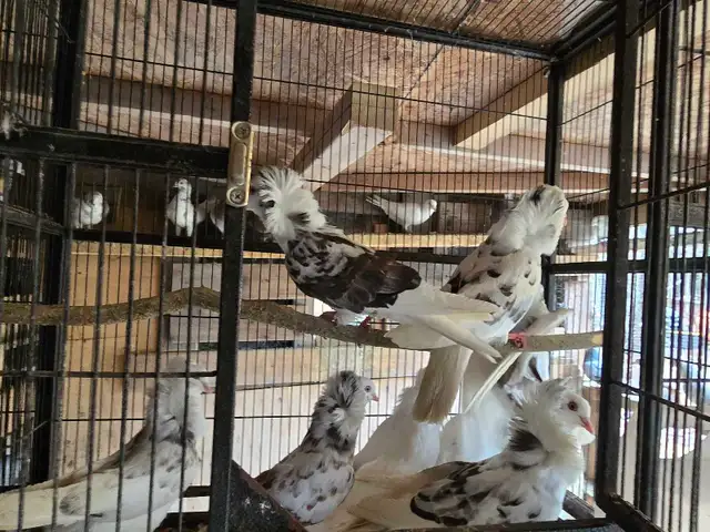 Pigeons à vendre - Photo 2