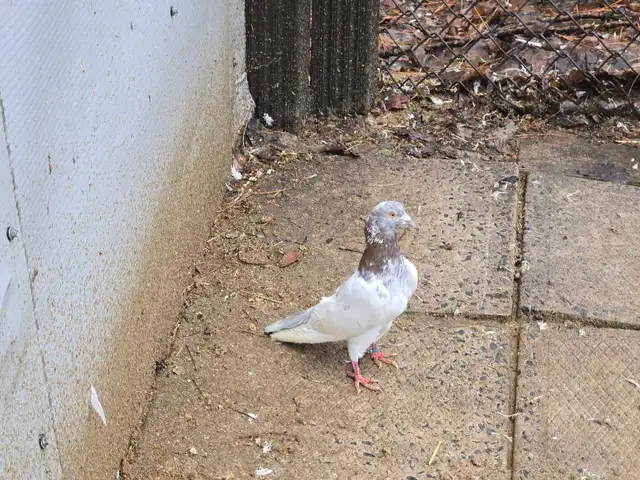 Pigeons à vendre - Photo 3