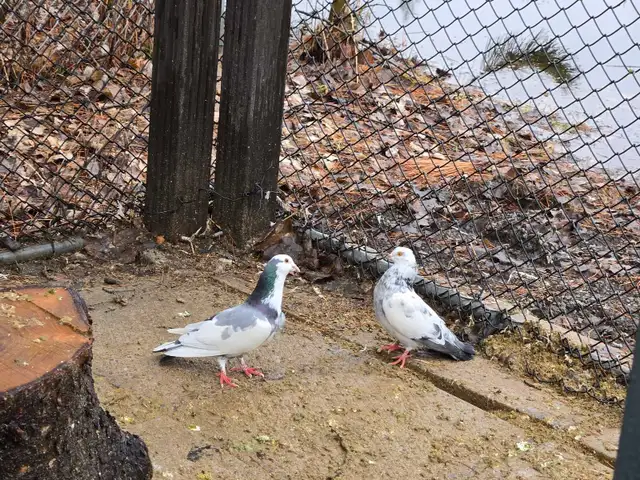 Pigeons à vendre - Photo 4
