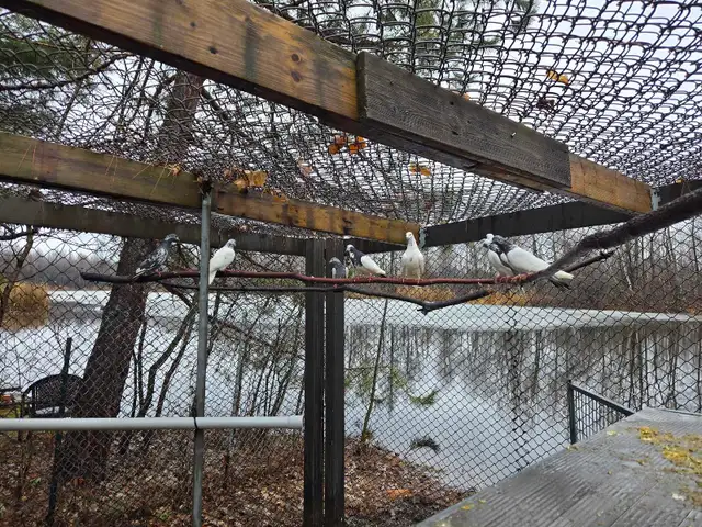 Pigeons à vendre - Photo 5