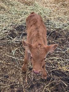Charolais/Angus bull calf