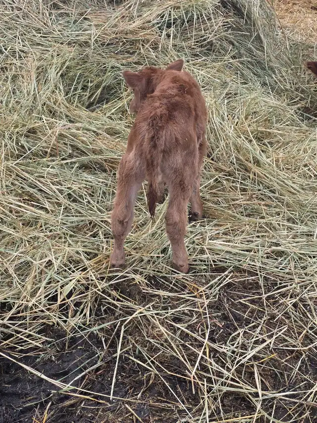 Charolais/Angus bull calf - Photo 4