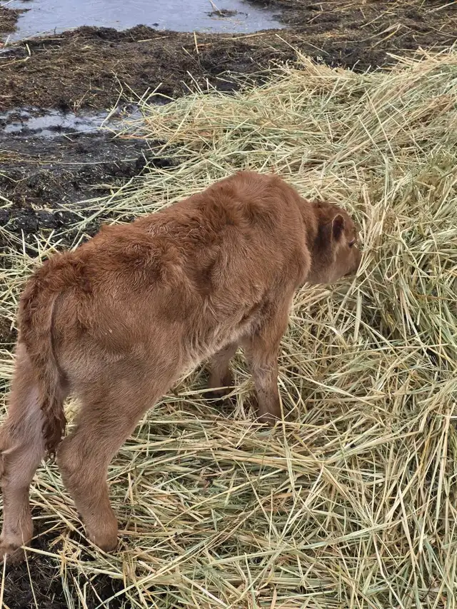 Charolais/Angus bull calf - Photo 5