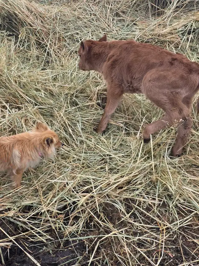 Charolais/Angus bull calf - Photo 6