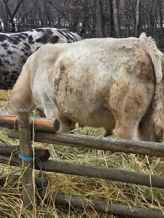 Charolais/Angus bull calf - Photo 9