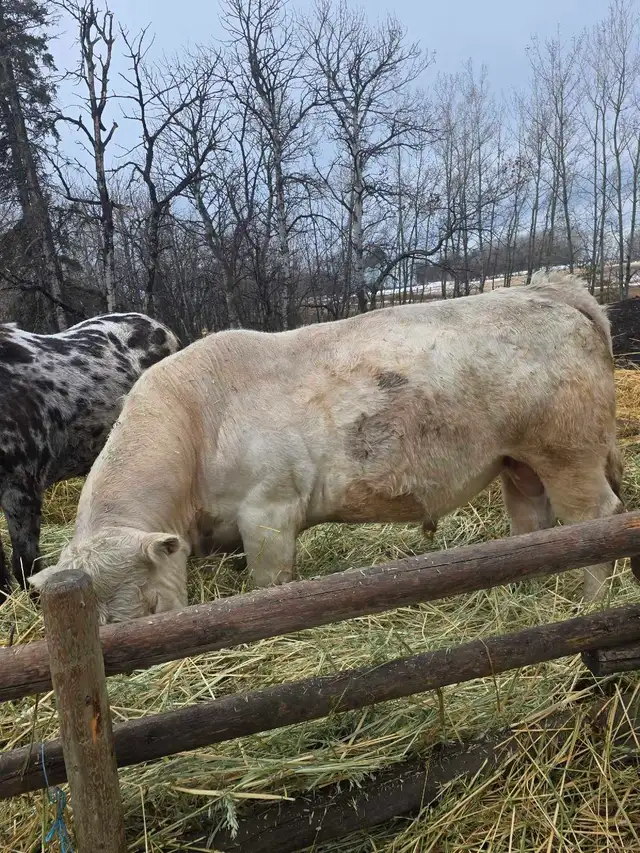 Charolais/Angus bull calf - Photo 10
