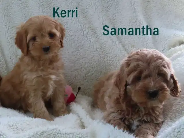 Cockapoo puppies. - Photo 2