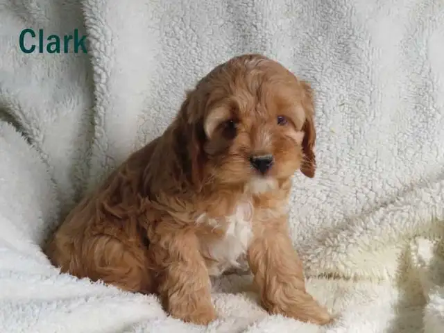 Cockapoo puppies. - Photo 3