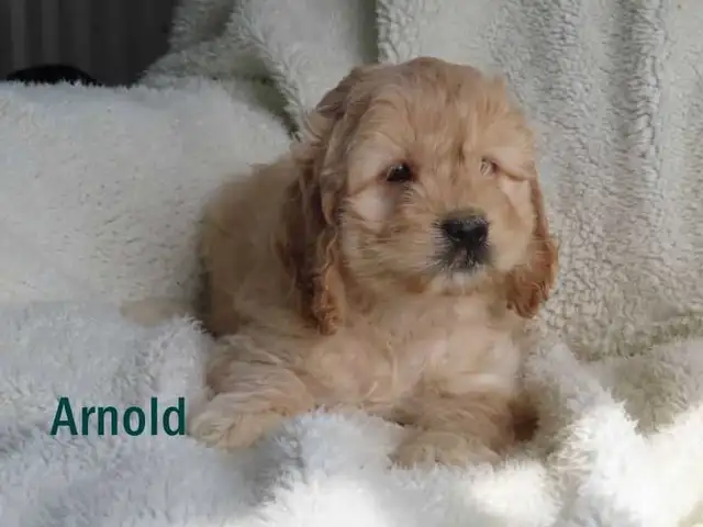 Cockapoo puppies. - Photo 4
