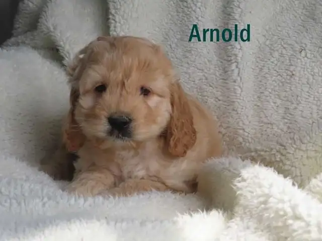 Cockapoo puppies. - Photo 5