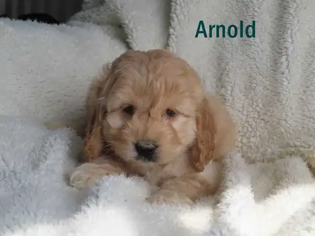 Cockapoo puppies. - Photo 6