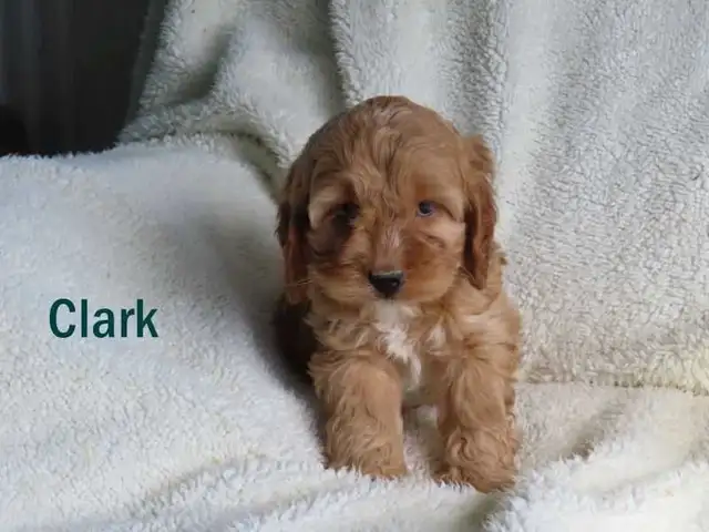 Cockapoo puppies. - Photo 7